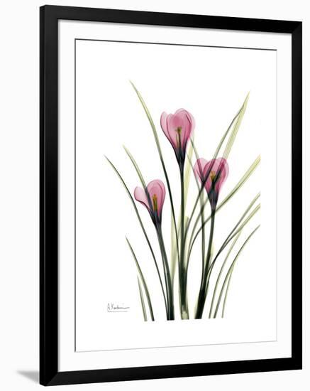 Pink Crocus Portrait-Albert Koetsier-Framed Premium Giclee Print