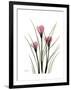 Pink Crocus Portrait-Albert Koetsier-Framed Premium Giclee Print