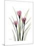 Pink Crocus Portrait-Albert Koetsier-Mounted Premium Giclee Print