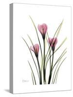 Pink Crocus Portrait-Albert Koetsier-Stretched Canvas