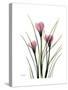 Pink Crocus Portrait-Albert Koetsier-Stretched Canvas