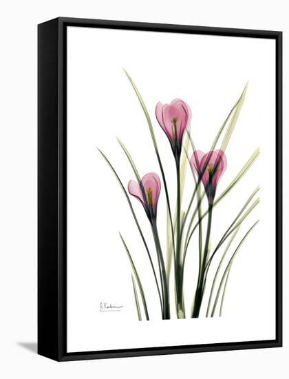 Pink Crocus Portrait-Albert Koetsier-Framed Stretched Canvas