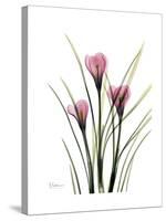 Pink Crocus Portrait-Albert Koetsier-Stretched Canvas