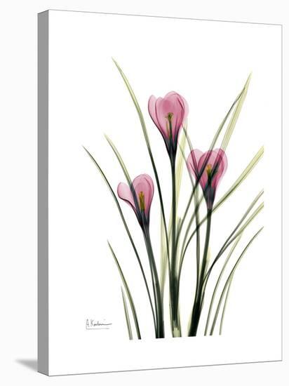 Pink Crocus Portrait-Albert Koetsier-Stretched Canvas