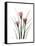 Pink Crocus Portrait-Albert Koetsier-Framed Stretched Canvas