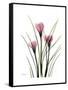 Pink Crocus Portrait-Albert Koetsier-Framed Stretched Canvas