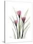 Pink Crocus Portrait-Albert Koetsier-Stretched Canvas