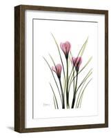 Pink Crocus Portrait-Albert Koetsier-Framed Premium Giclee Print