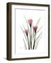 Pink Crocus Portrait-Albert Koetsier-Framed Premium Giclee Print