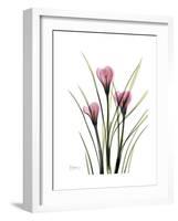 Pink Crocus Portrait-Albert Koetsier-Framed Premium Giclee Print