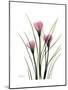 Pink Crocus Portrait-Albert Koetsier-Mounted Premium Giclee Print