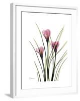 Pink Crocus Portrait-Albert Koetsier-Framed Premium Giclee Print