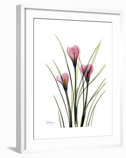 Pink Crocus Portrait-Albert Koetsier-Framed Premium Giclee Print