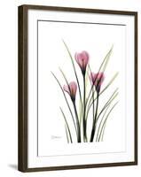 Pink Crocus Portrait-Albert Koetsier-Framed Premium Giclee Print