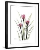 Pink Crocus Portrait-Albert Koetsier-Framed Premium Giclee Print