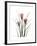 Pink Crocus Portrait-Albert Koetsier-Framed Premium Giclee Print