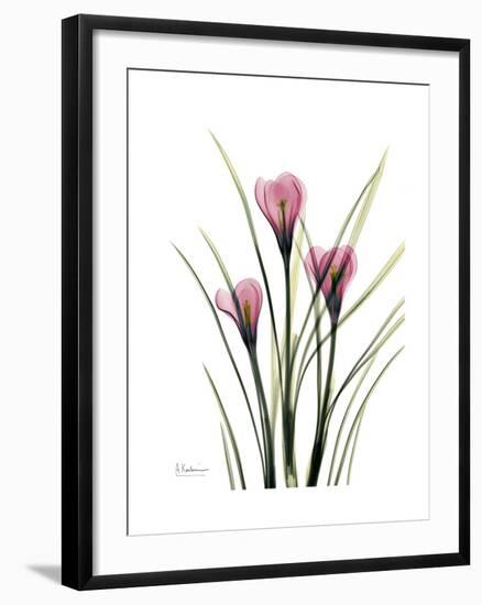 Pink Crocus Portrait-Albert Koetsier-Framed Premium Giclee Print