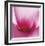 Pink Cyclamen Abstract No 255-Shams Rasheed-Framed Giclee Print