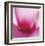 Pink Cyclamen Abstract No 255-Shams Rasheed-Framed Giclee Print