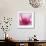 Pink Cyclamen Abstract No 255-Shams Rasheed-Framed Giclee Print displayed on a wall