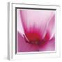 Pink Cyclamen Abstract No 255-Shams Rasheed-Framed Giclee Print