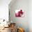 Pink Cyclamens-null-Art Print displayed on a wall