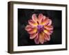 Pink Dahlia  2020  (photograph)-Ant Smith-Framed Photographic Print