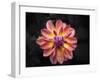 Pink Dahlia  2020  (photograph)-Ant Smith-Framed Photographic Print