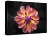 Pink Dahlia  2020  (photograph)-Ant Smith-Stretched Canvas