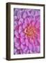 Pink Dahlia Flower-Cora Niele-Framed Giclee Print