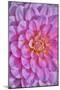 Pink Dahlia Flower-Cora Niele-Mounted Giclee Print