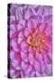 Pink Dahlia Flower-Cora Niele-Stretched Canvas