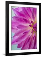 Pink Dahlia I-Kathy Mahan-Framed Photographic Print