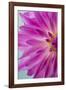 Pink Dahlia I-Kathy Mahan-Framed Photographic Print