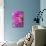 Pink Dahlia I-Kathy Mahan-Mounted Photographic Print displayed on a wall