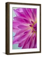 Pink Dahlia I-Kathy Mahan-Framed Photographic Print