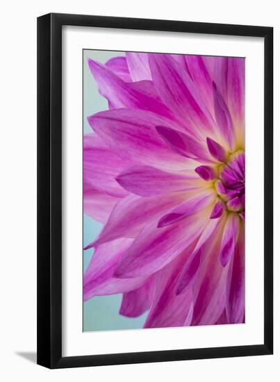 Pink Dahlia I-Kathy Mahan-Framed Photographic Print