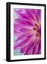 Pink Dahlia I-Kathy Mahan-Framed Photographic Print