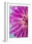 Pink Dahlia I-Kathy Mahan-Framed Photographic Print