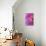 Pink Dahlia I-Kathy Mahan-Mounted Photographic Print displayed on a wall