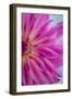 Pink Dahlia II-Kathy Mahan-Framed Photographic Print