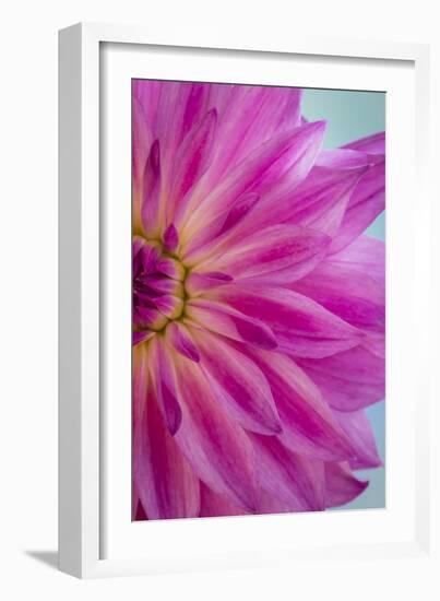 Pink Dahlia II-Kathy Mahan-Framed Photographic Print