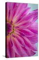 Pink Dahlia II-Kathy Mahan-Stretched Canvas