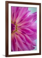 Pink Dahlia II-Kathy Mahan-Framed Photographic Print