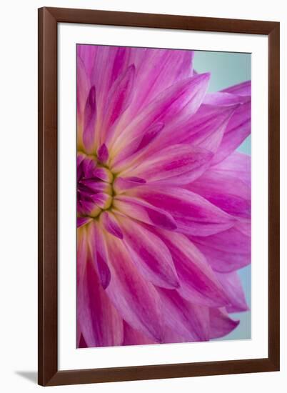 Pink Dahlia II-Kathy Mahan-Framed Photographic Print