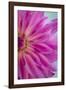 Pink Dahlia II-Kathy Mahan-Framed Photographic Print