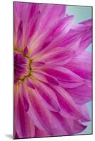 Pink Dahlia II-Kathy Mahan-Mounted Photographic Print