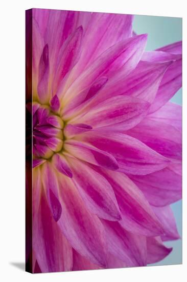 Pink Dahlia II-Kathy Mahan-Stretched Canvas