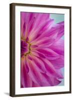 Pink Dahlia II-Kathy Mahan-Framed Photographic Print