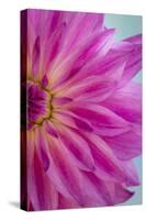 Pink Dahlia II-Kathy Mahan-Stretched Canvas